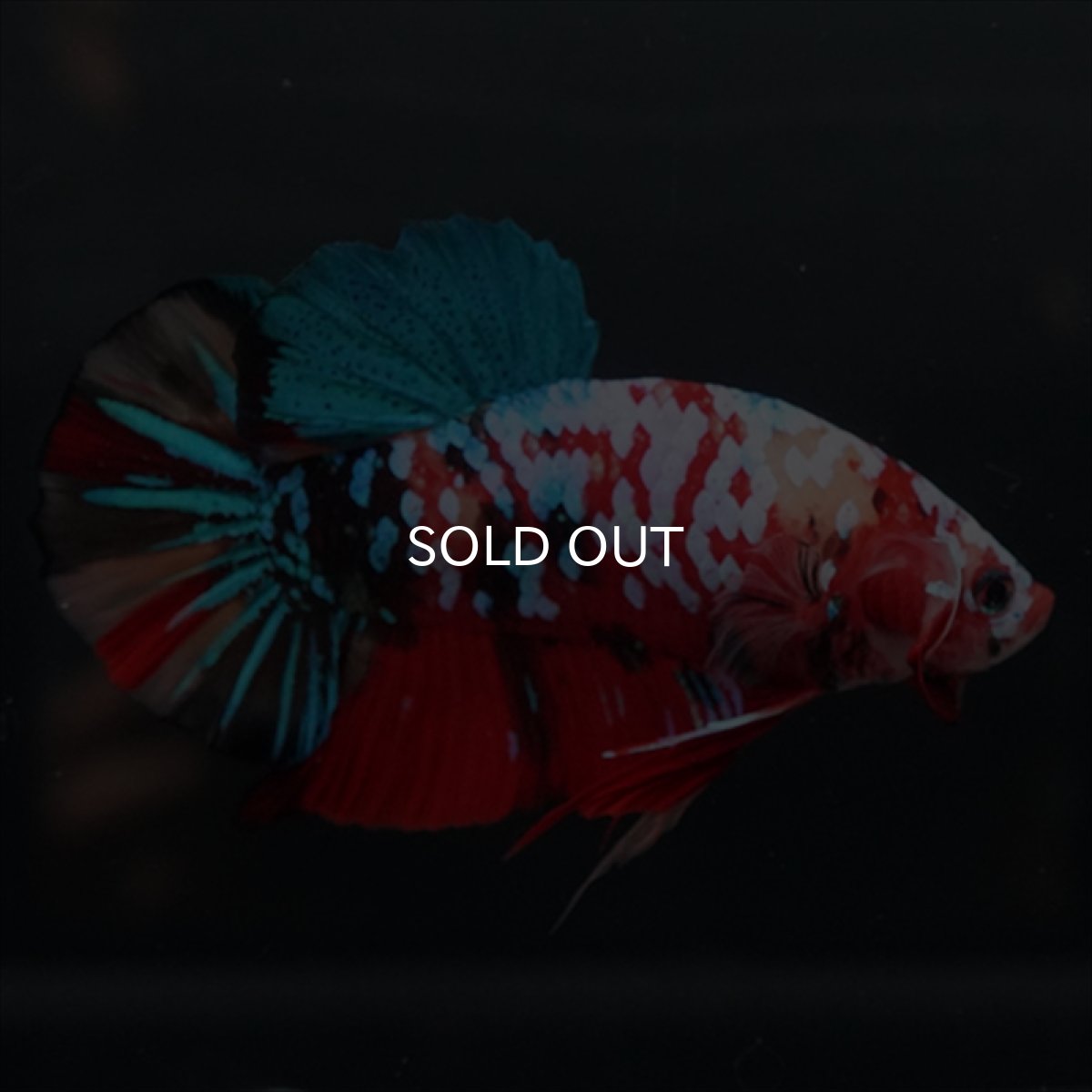 画像25: GHMPK　キャンディギャラクシー (25)