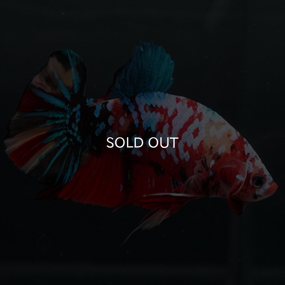 画像24: GHMPK　キャンディギャラクシー (24)