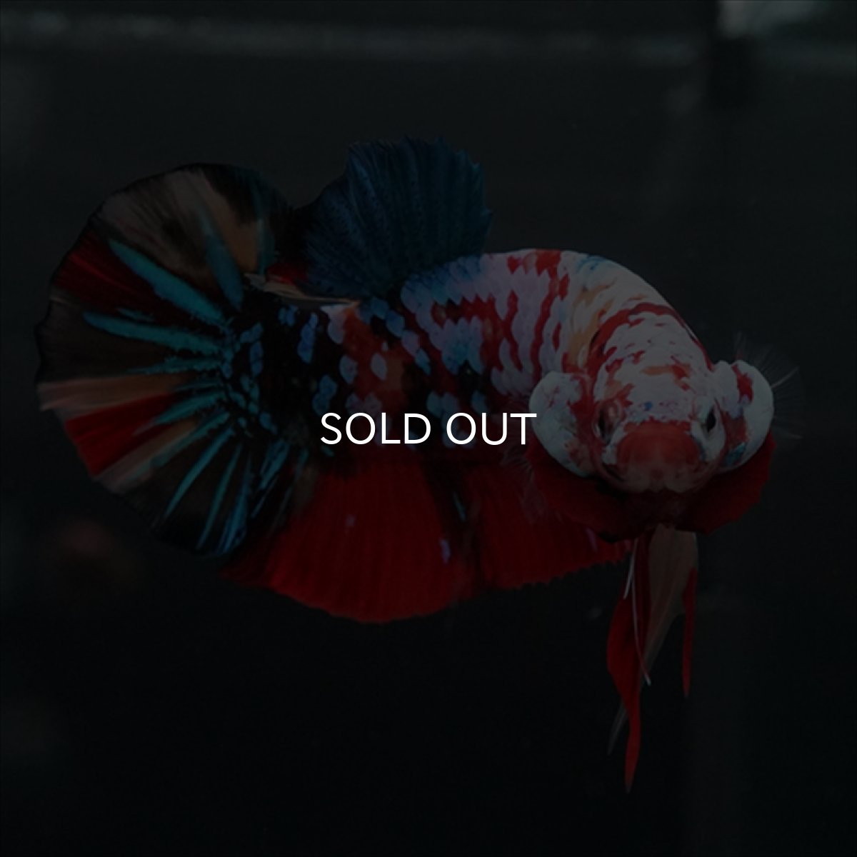 画像21: GHMPK　キャンディギャラクシー (21)