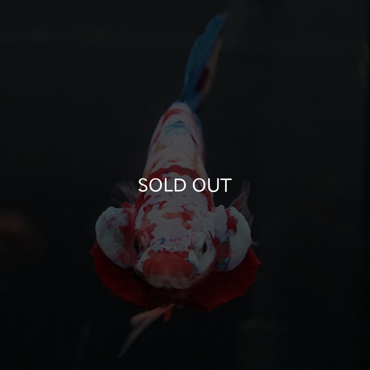 画像2: GHMPK　キャンディギャラクシー (2)