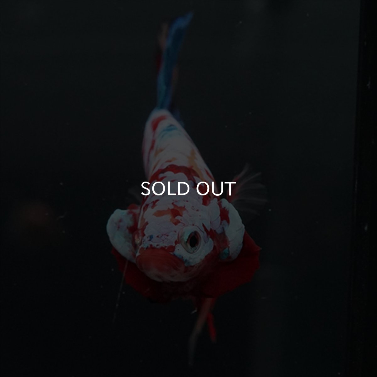 画像6: GHMPK　キャンディギャラクシー (6)