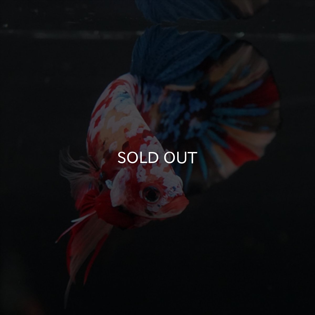 画像3: GHMPK　キャンディギャラクシー (3)