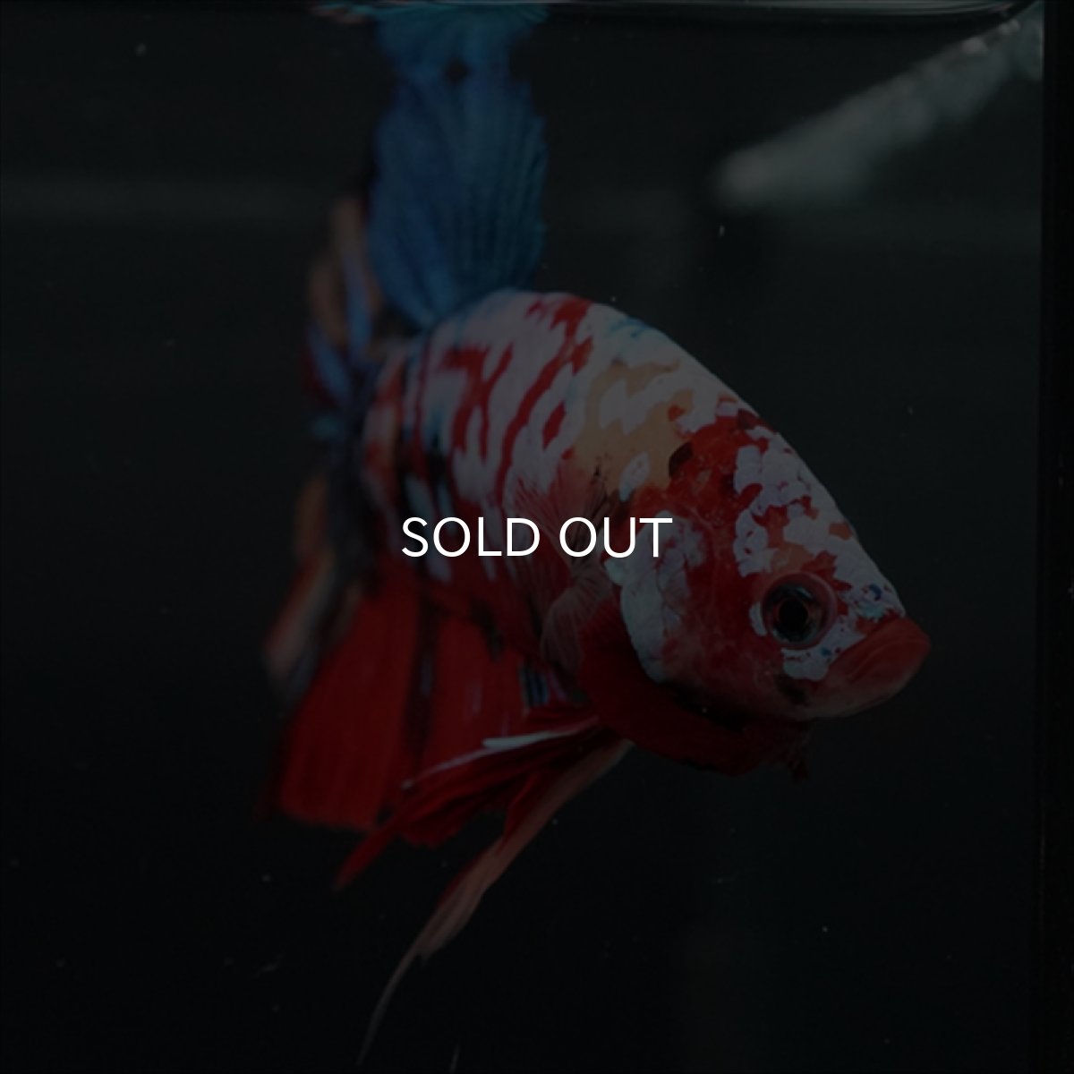 画像20: GHMPK　キャンディギャラクシー (20)