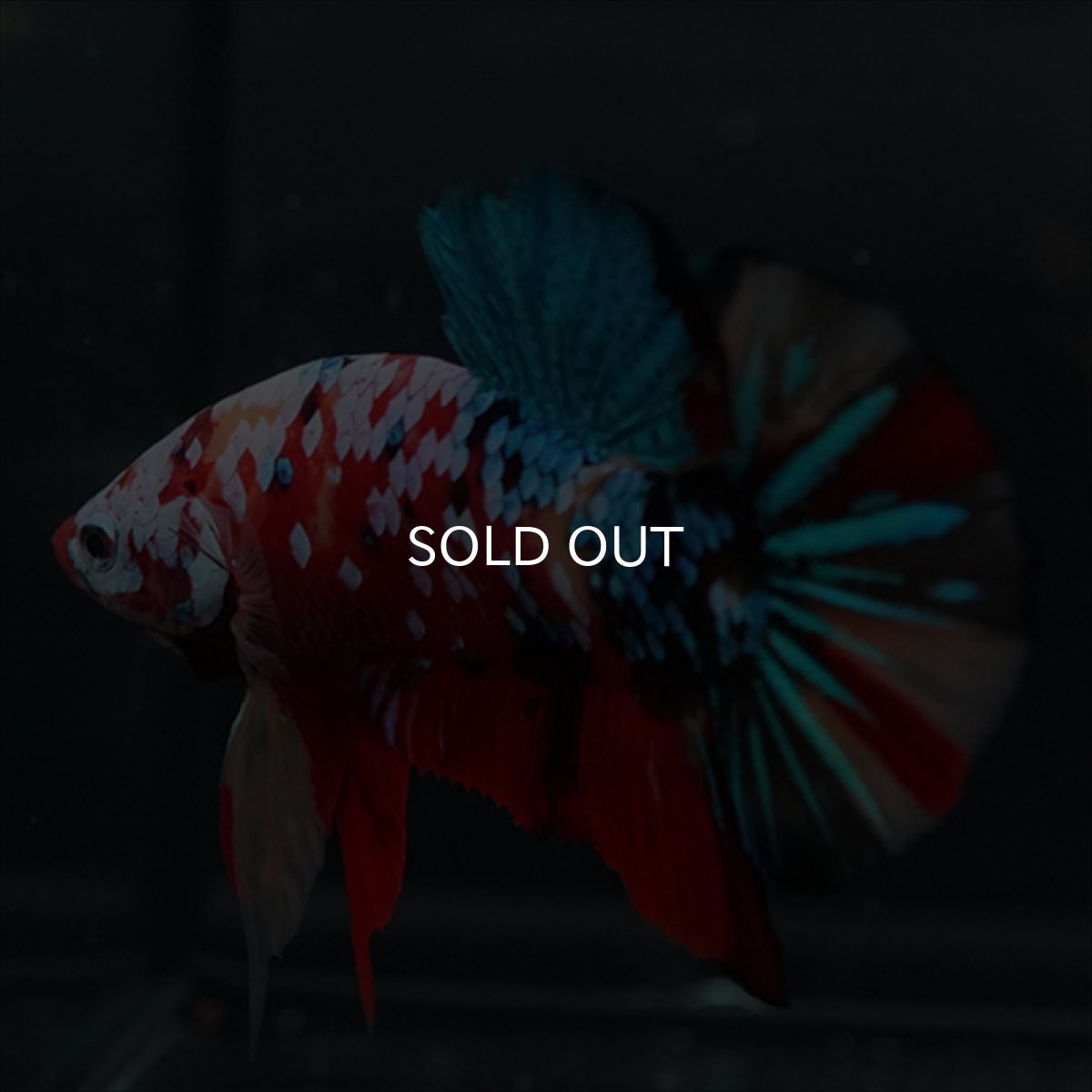 画像19: GHMPK　キャンディギャラクシー (19)