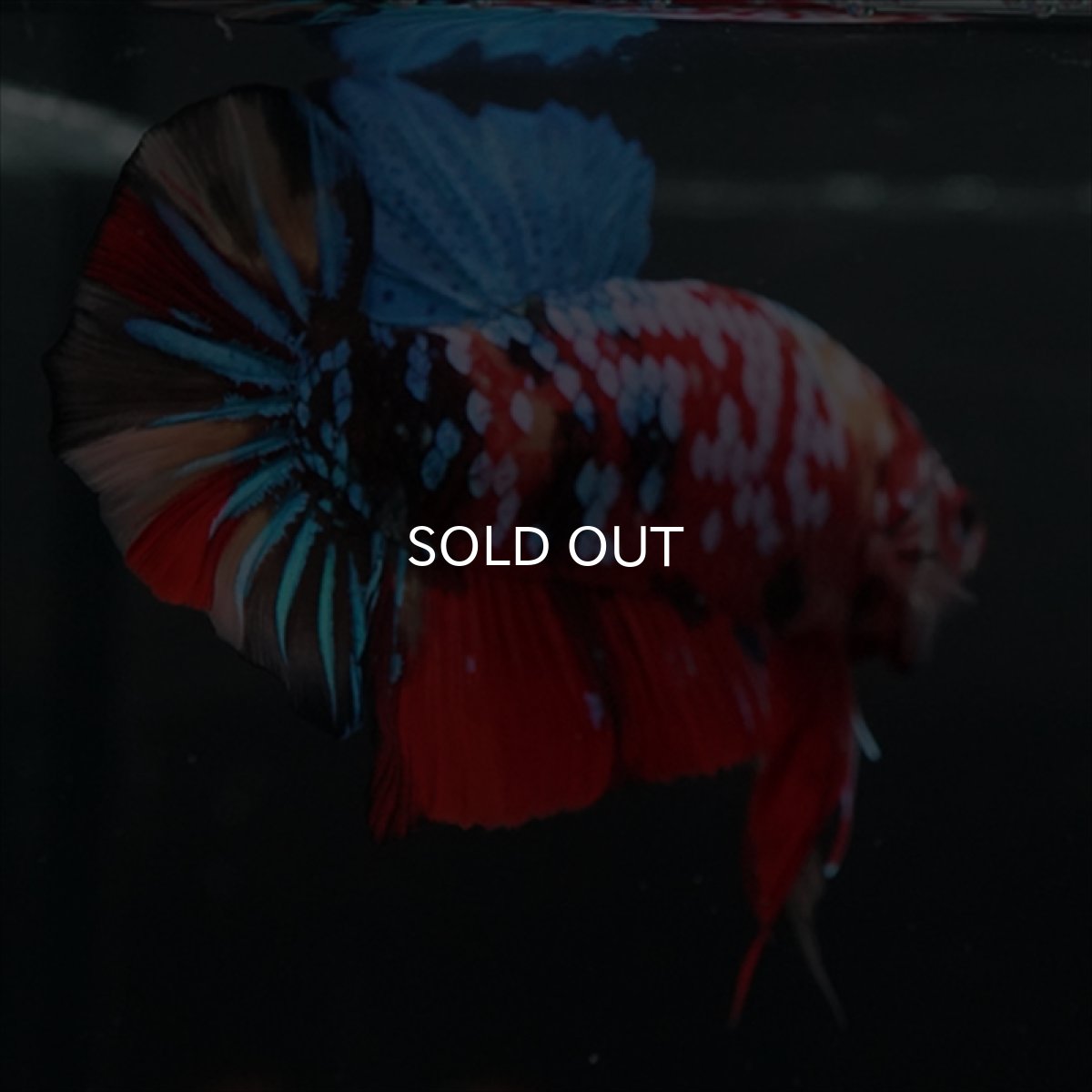 画像16: GHMPK　キャンディギャラクシー (16)