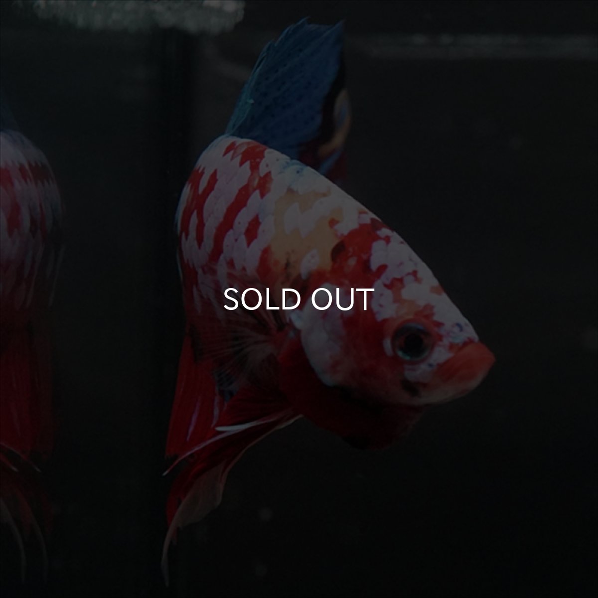 画像15: GHMPK　キャンディギャラクシー (15)