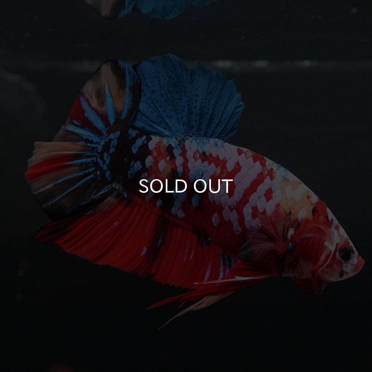 画像14: GHMPK　キャンディギャラクシー (14)