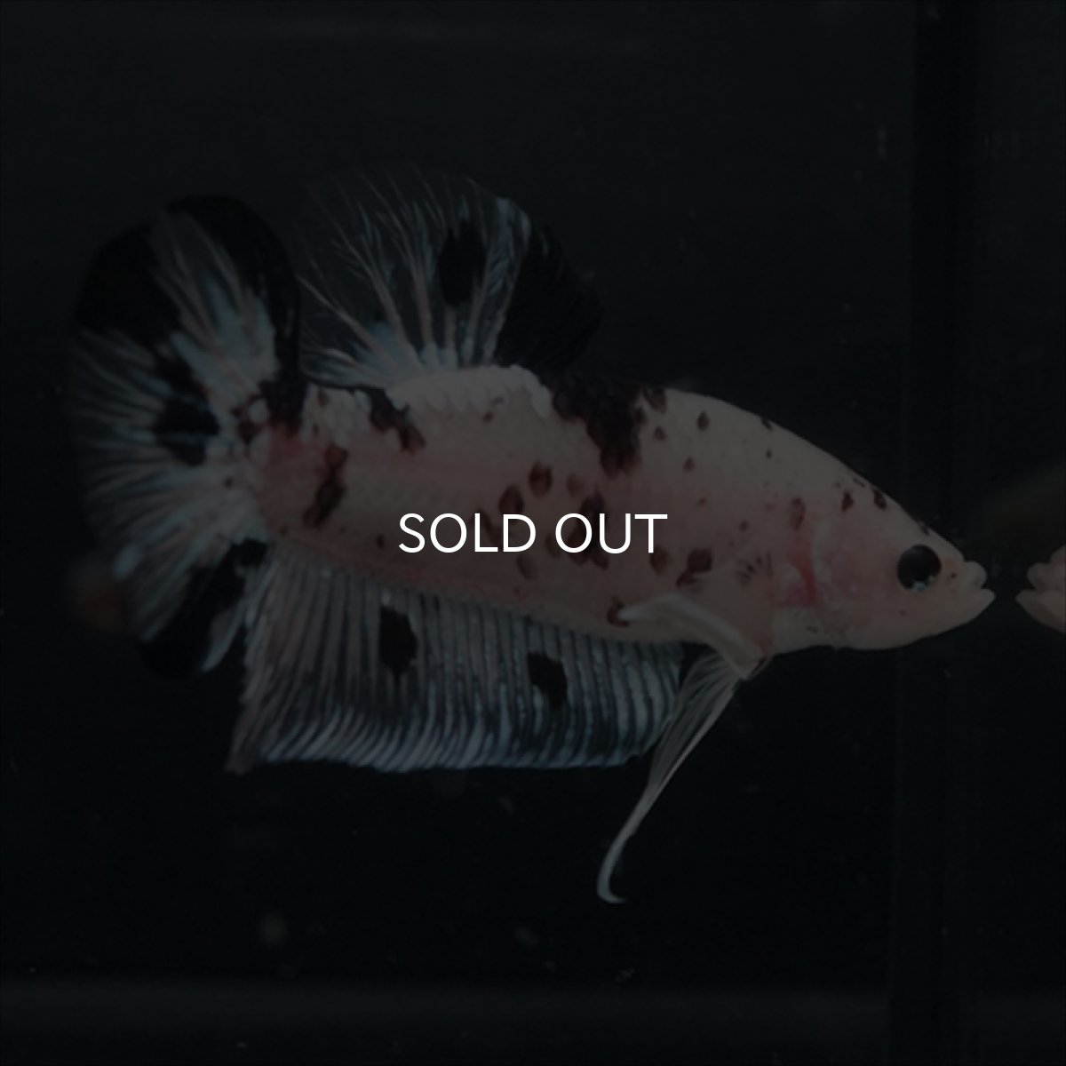 画像5: GHMPK ブラックドットクリアフィン(牛柄) (5)