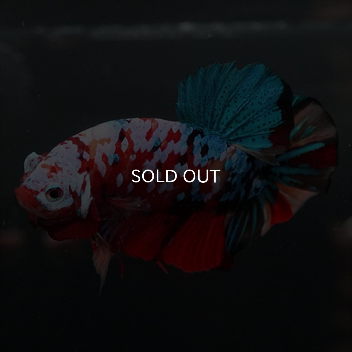 画像13: GHMPK　キャンディギャラクシー (13)