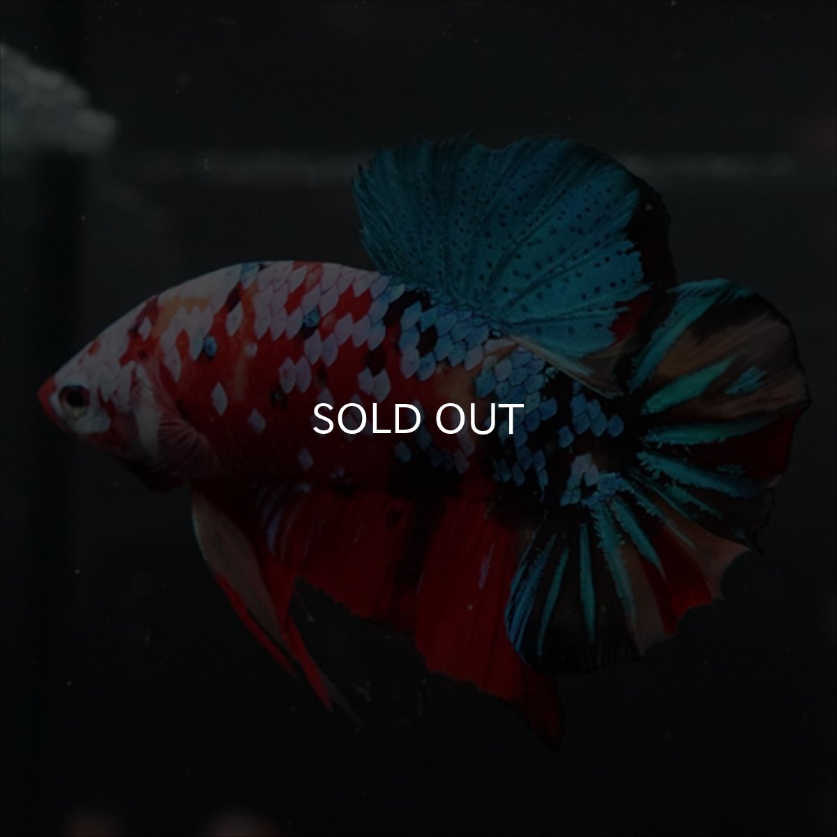 画像12: GHMPK　キャンディギャラクシー (12)