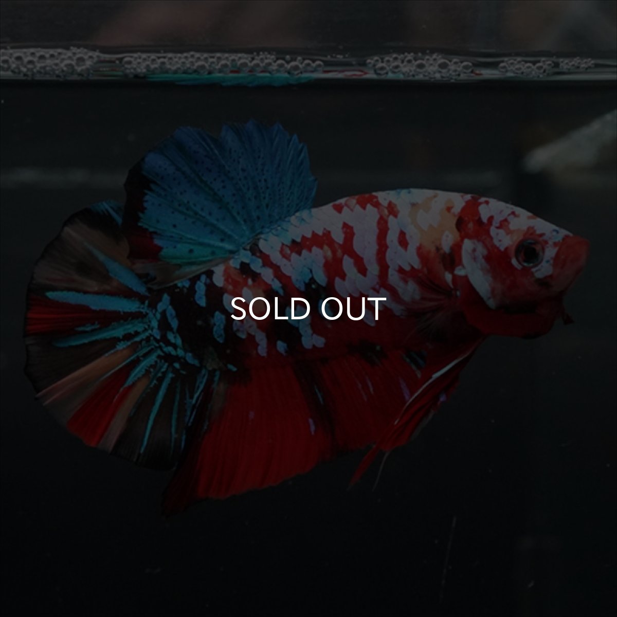 画像11: GHMPK　キャンディギャラクシー (11)