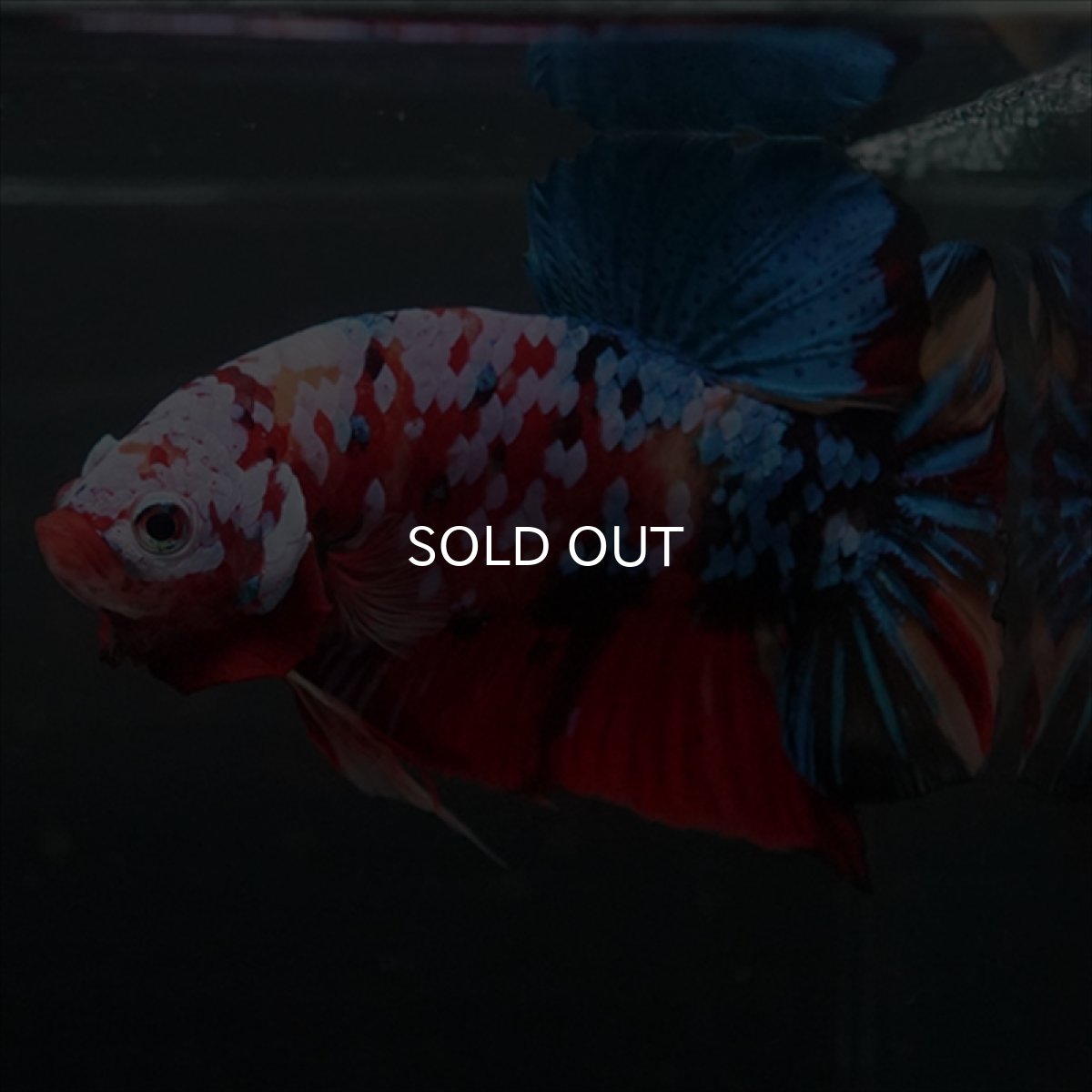 画像10: GHMPK　キャンディギャラクシー (10)