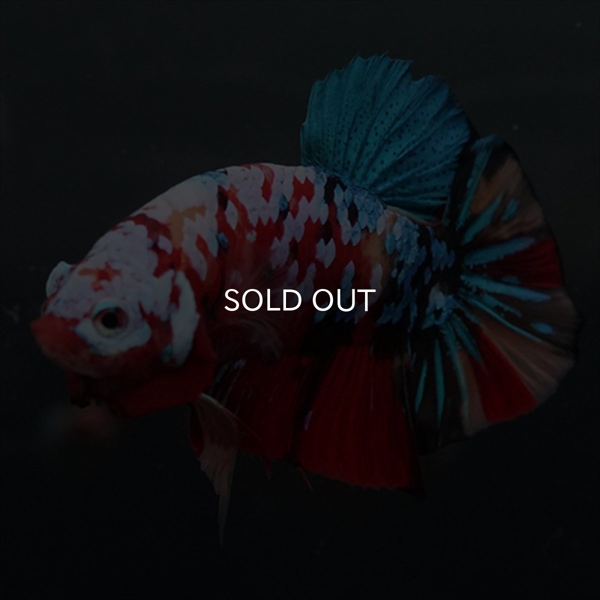 画像9: GHMPK　キャンディギャラクシー (9)