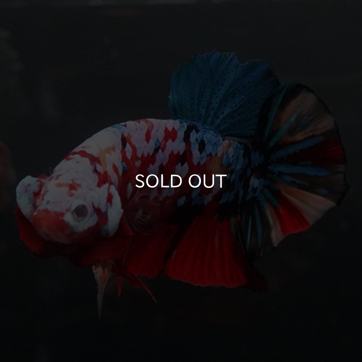 画像8: GHMPK　キャンディギャラクシー (8)