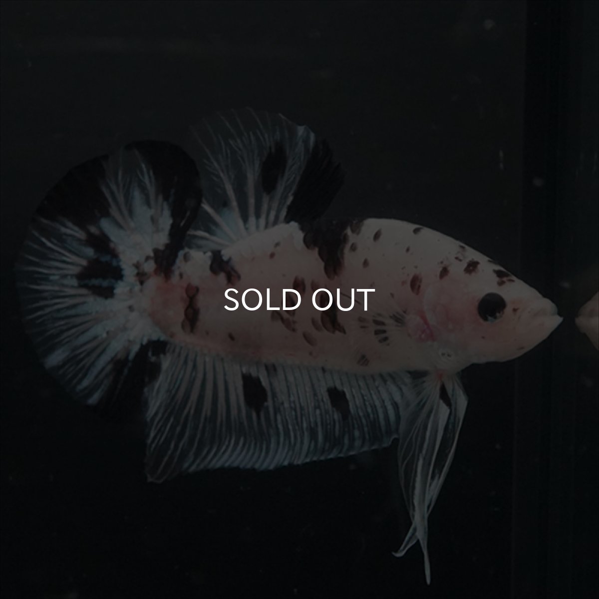 画像3: GHMPK ブラックドットクリアフィン(牛柄) (3)