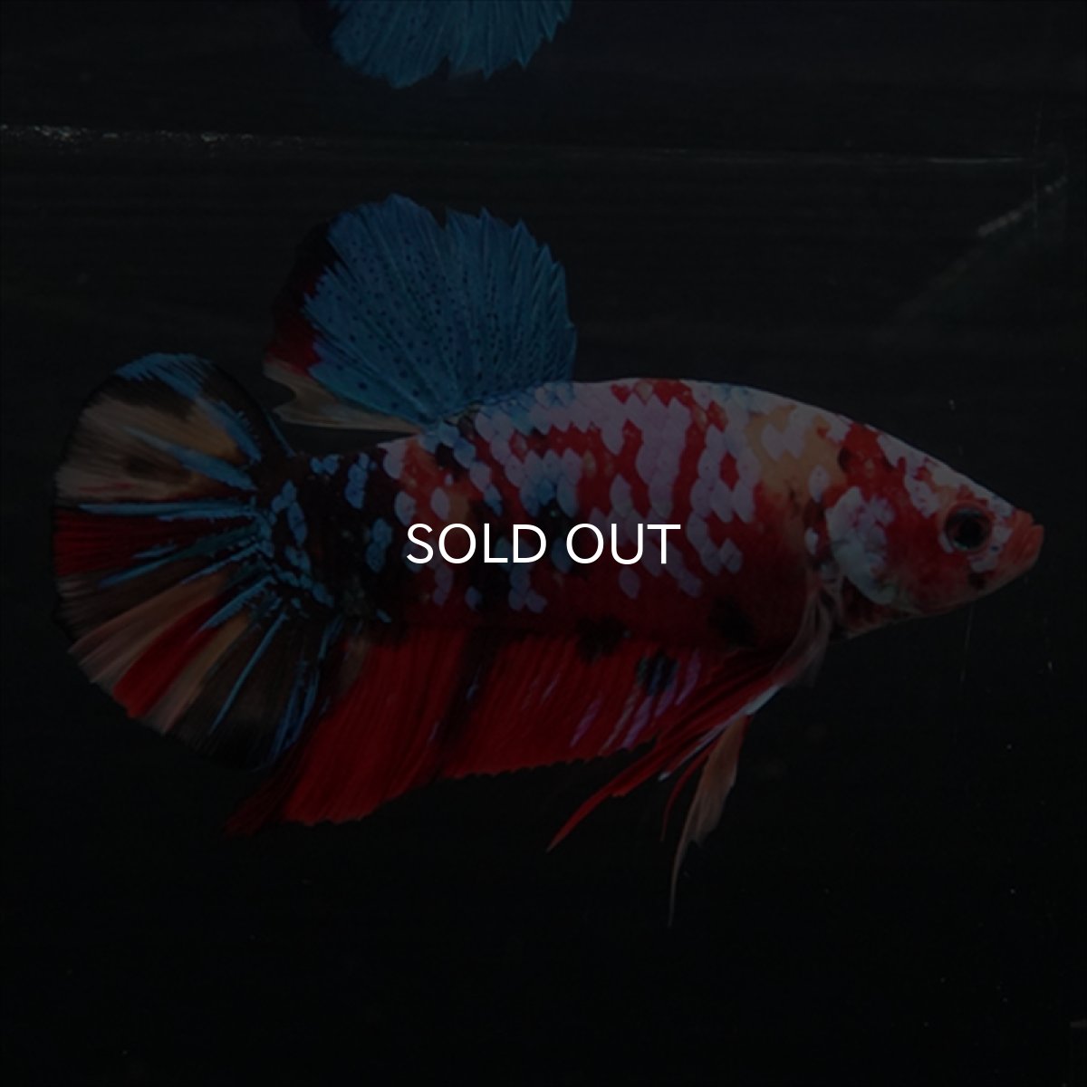 画像7: GHMPK　キャンディギャラクシー (7)