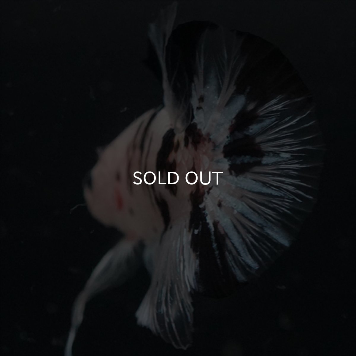 画像2: GHMPK ブラックドットクリアフィン(牛柄) (2)