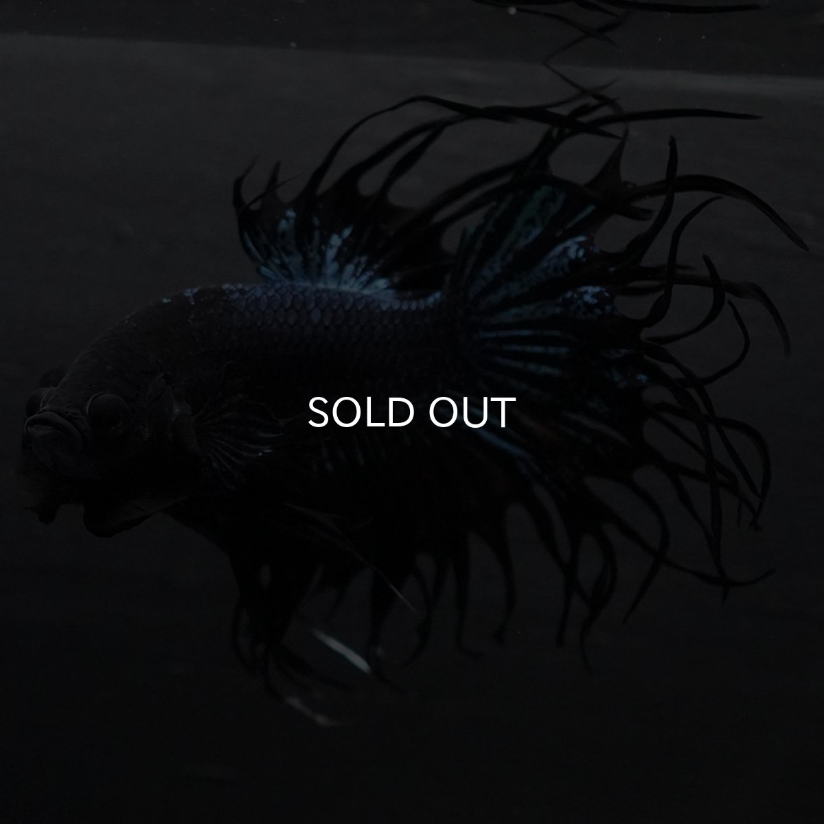 画像4: KCT　ブラックオーキッド (4)