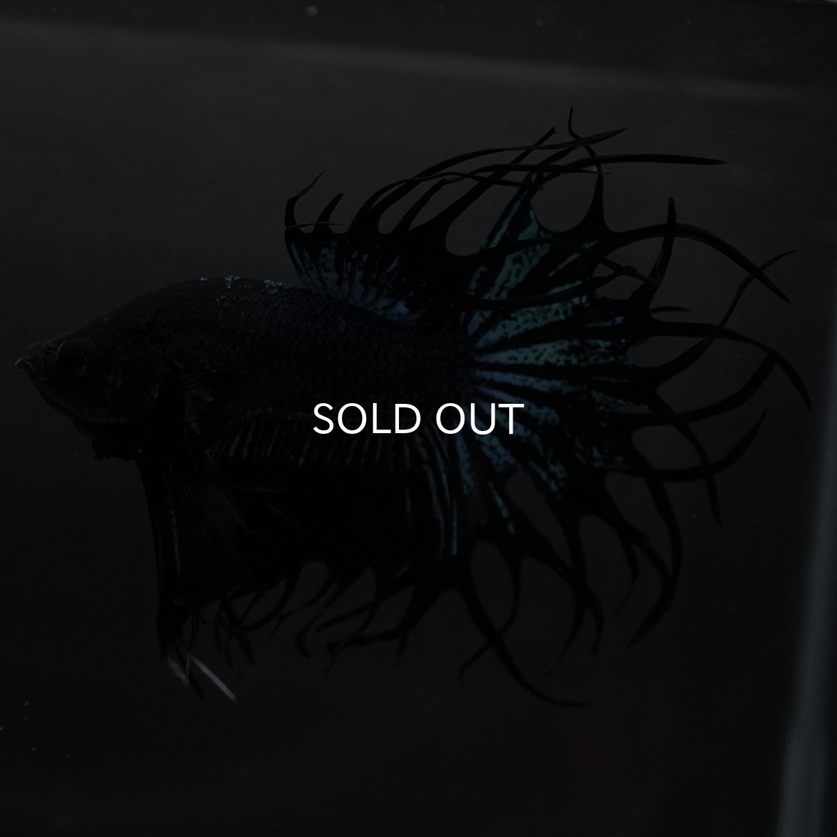 画像6: KCT　ブラックオーキッド (6)