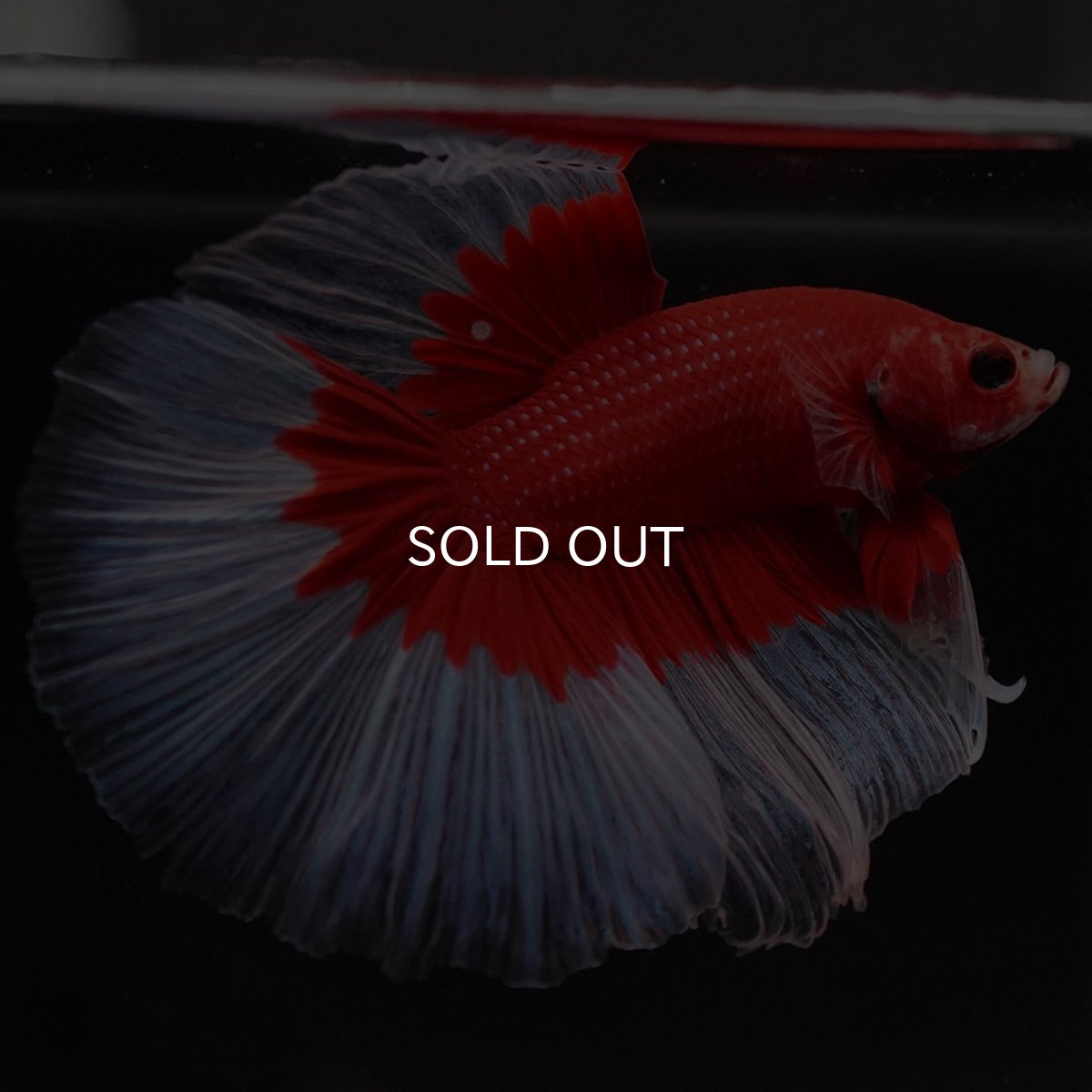 画像7: HM　レッドバタフライ (7)