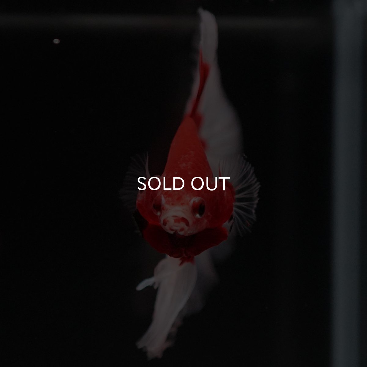 画像3: HM　レッドバタフライ (3)