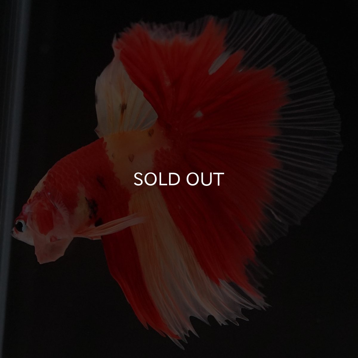 画像8: HM　ニモ (8)