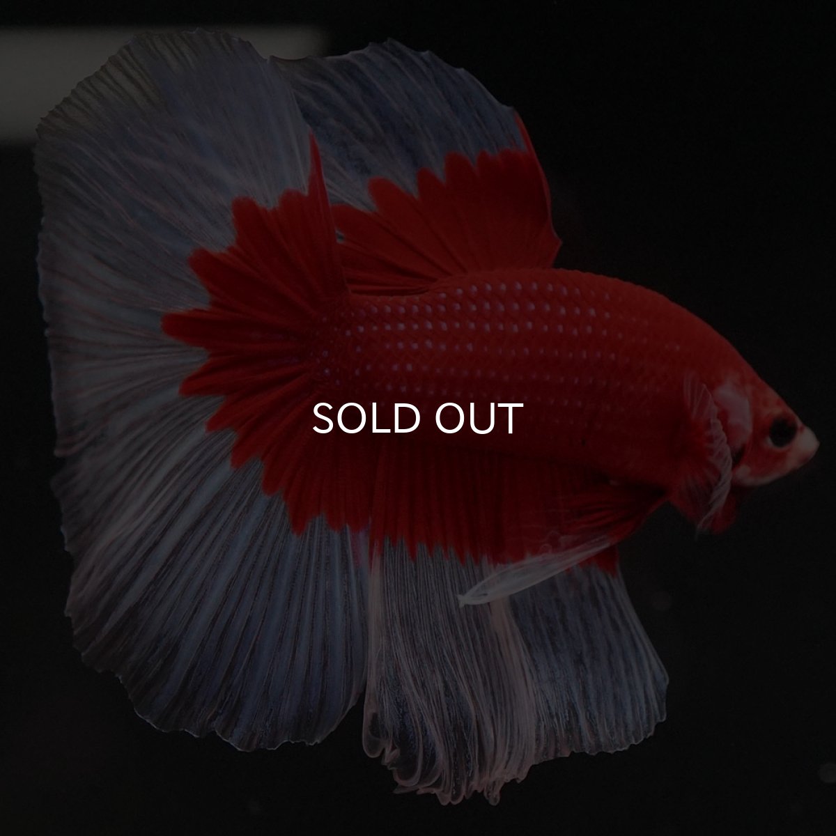 画像6: HM　レッドバタフライ (6)