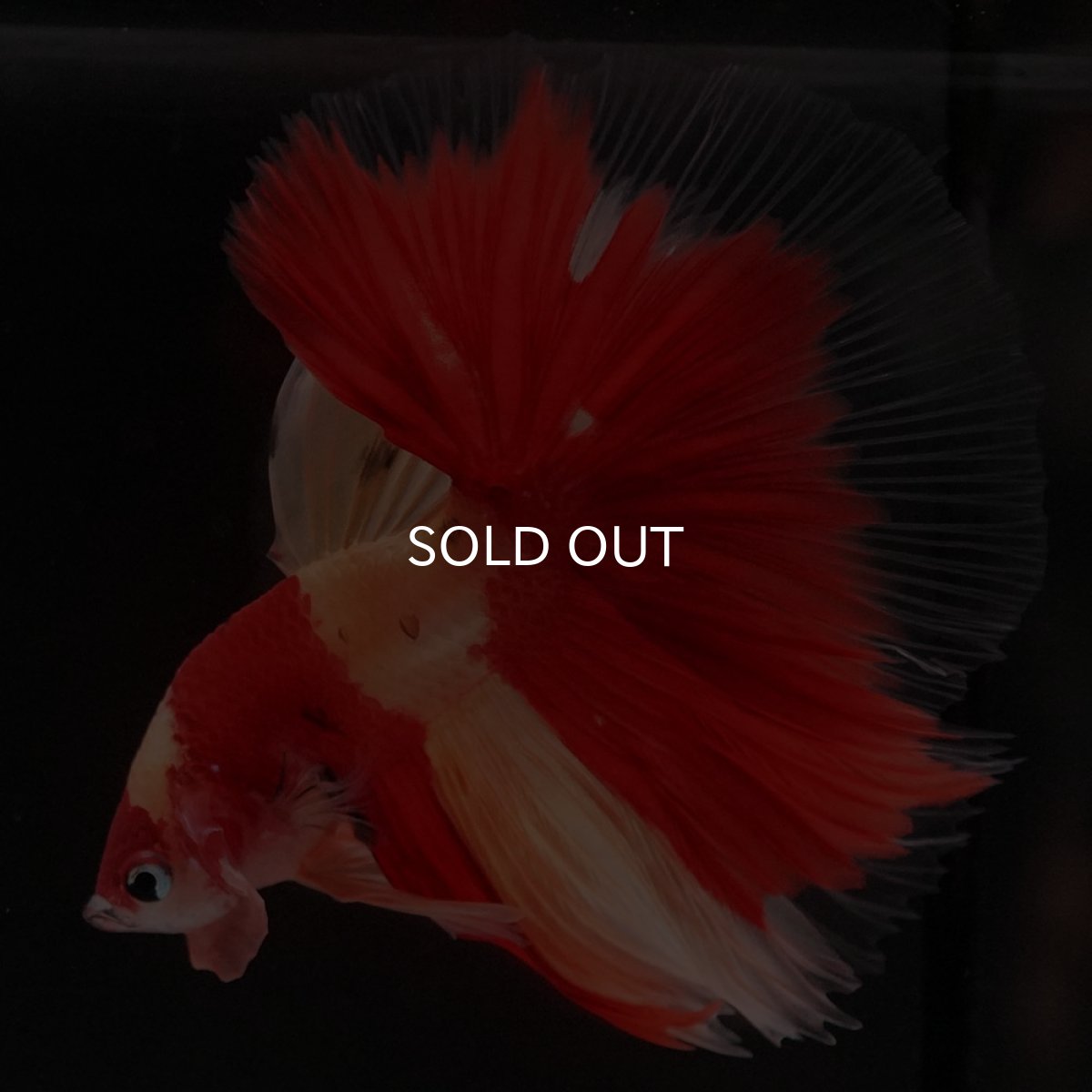 画像3: HM　ニモ (3)