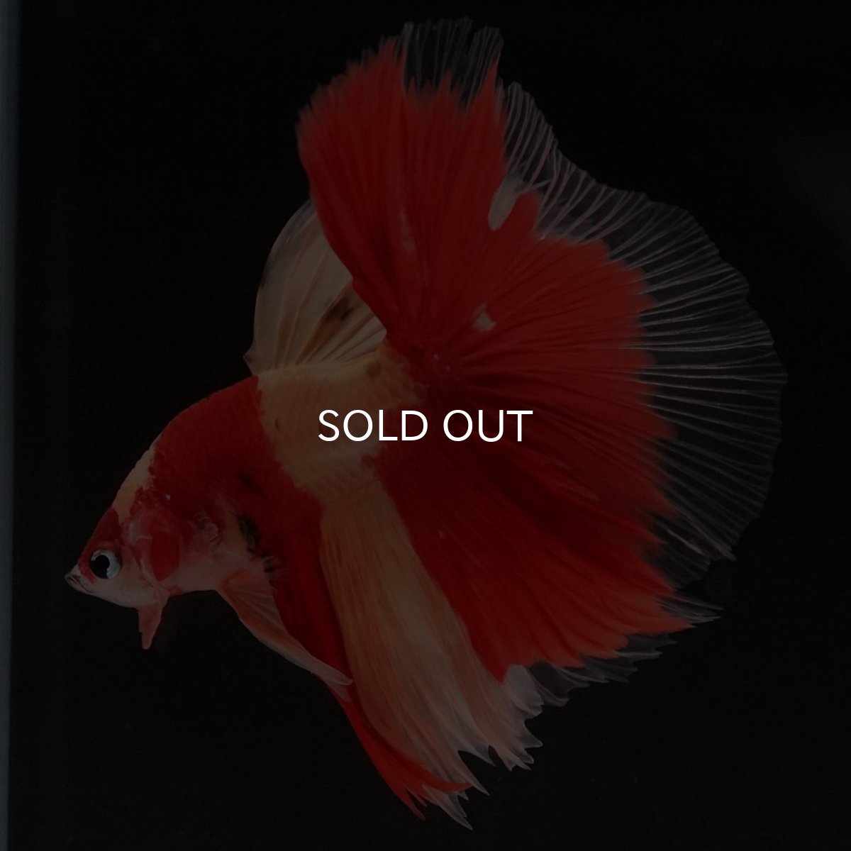 画像7: HM　ニモ (7)