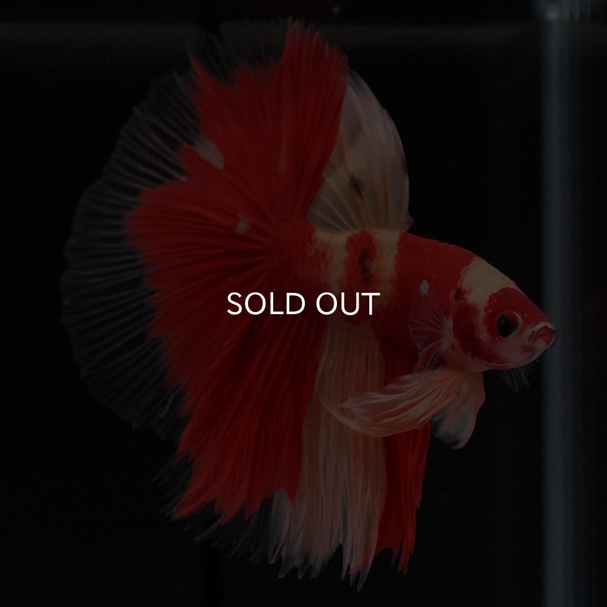 画像2: HM　ニモ (2)