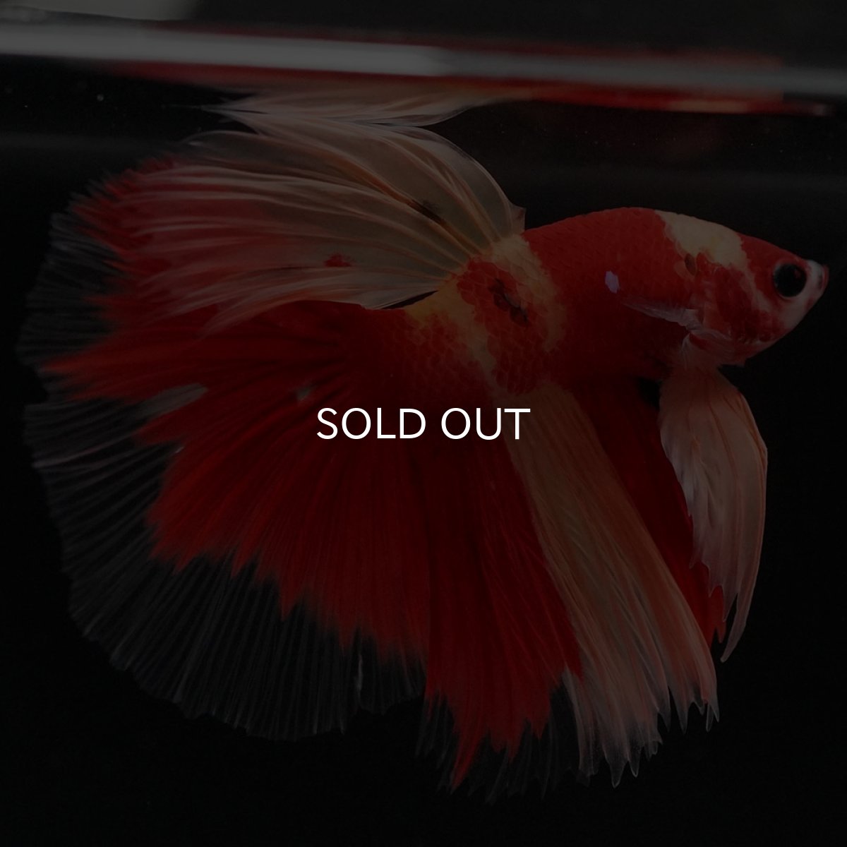 画像6: HM　ニモ (6)