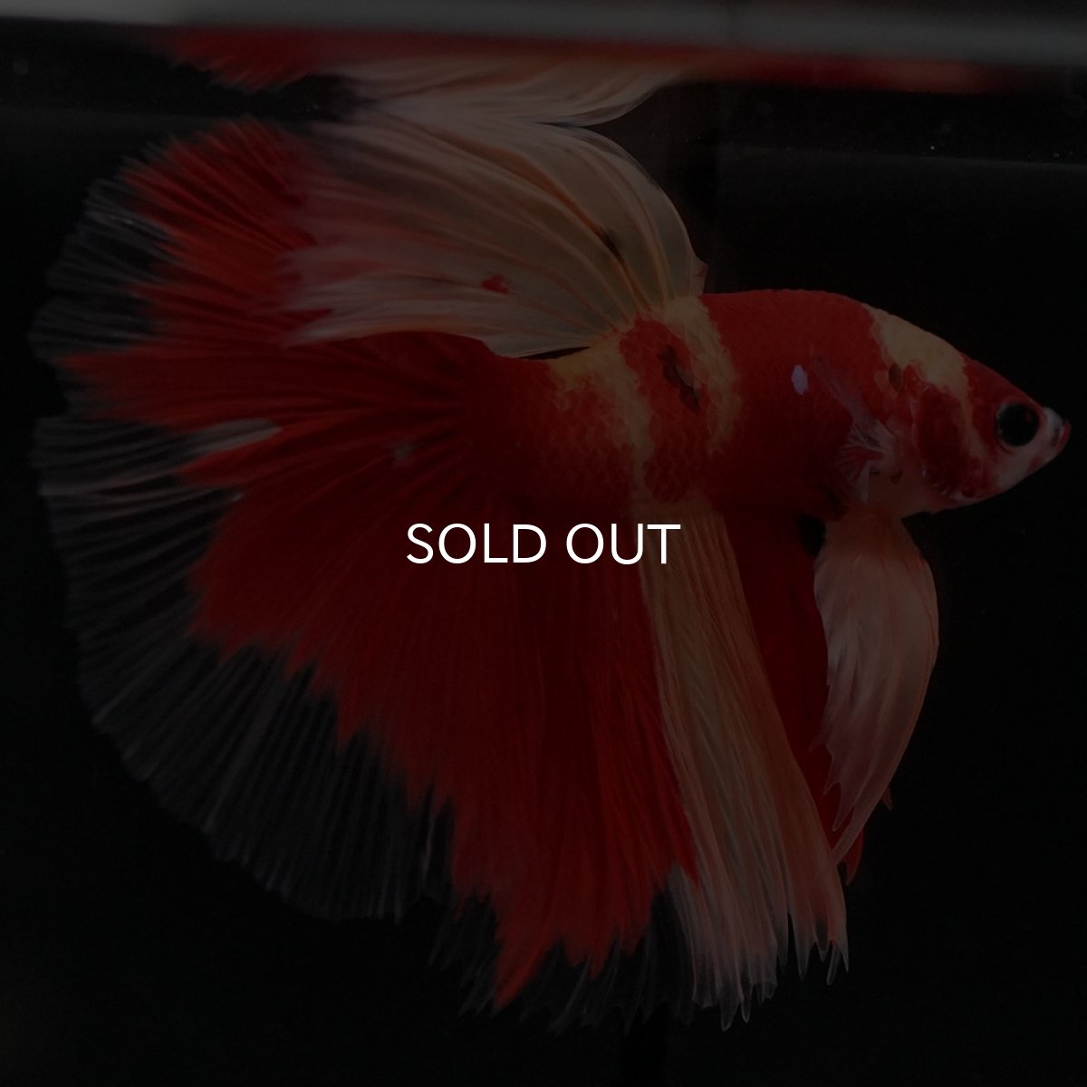 画像4: HM　ニモ (4)