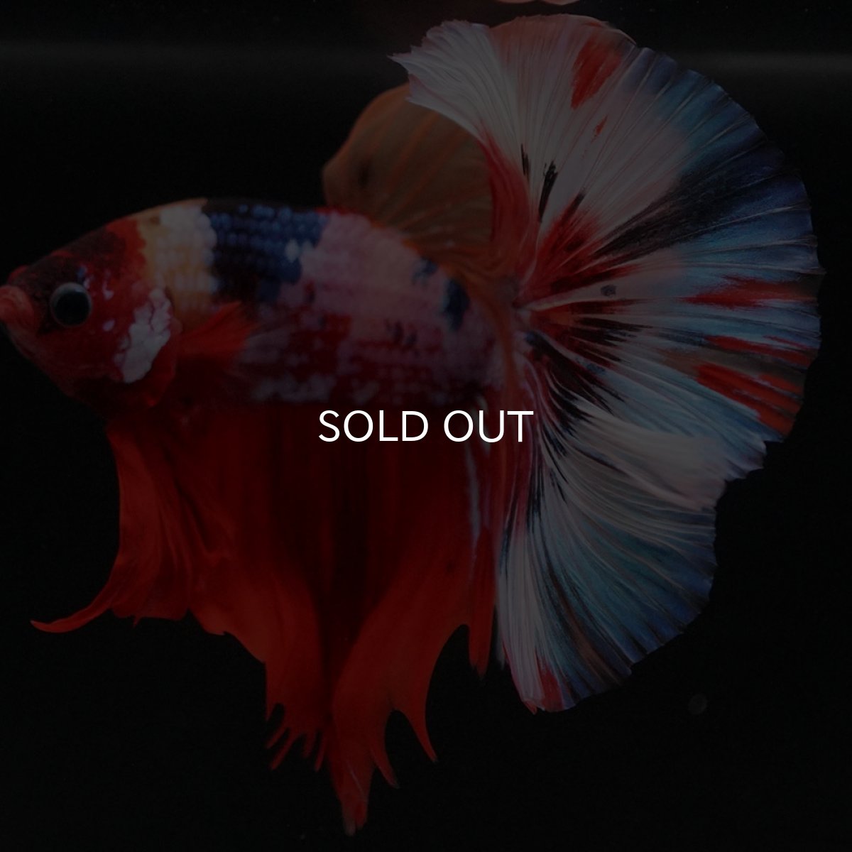 画像2: HM　キャンディ (2)