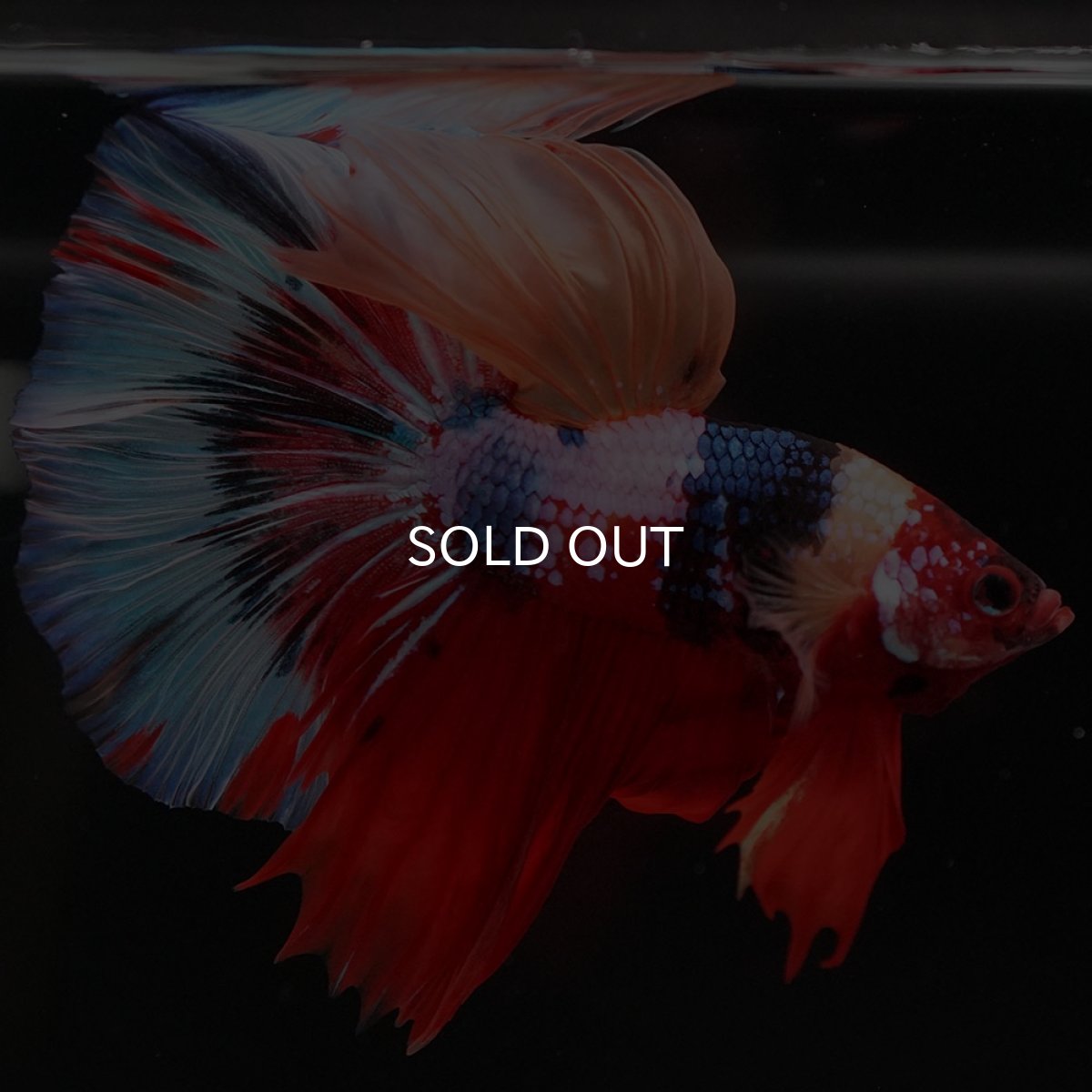 画像6: HM　キャンディ (6)