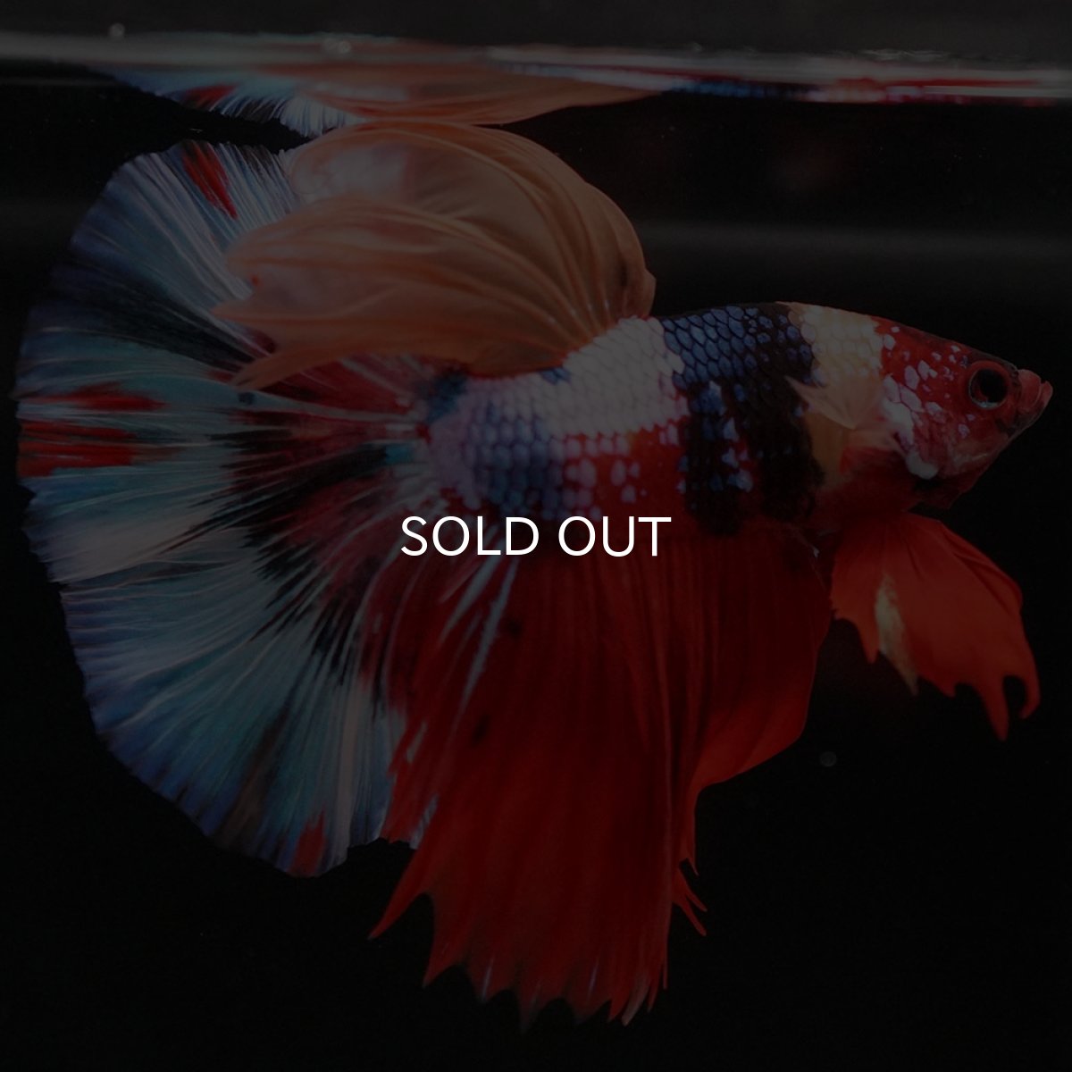 画像5: HM　キャンディ (5)