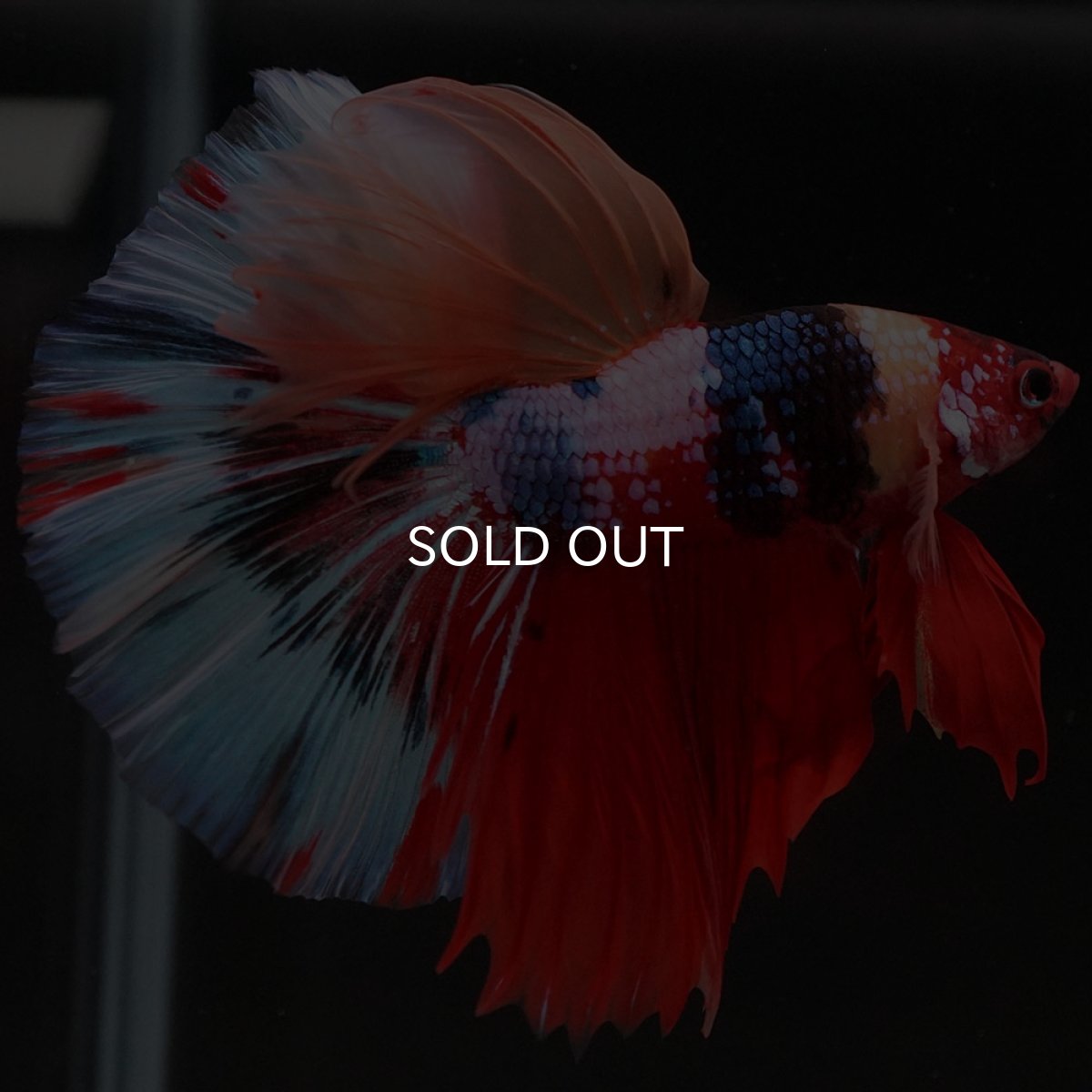 画像3: HM　キャンディ (3)