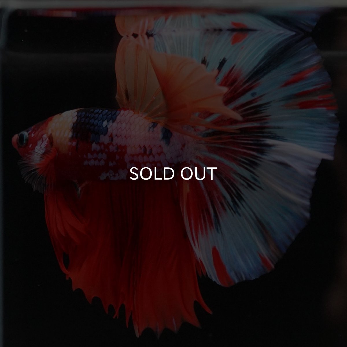 画像4: HM　キャンディ (4)