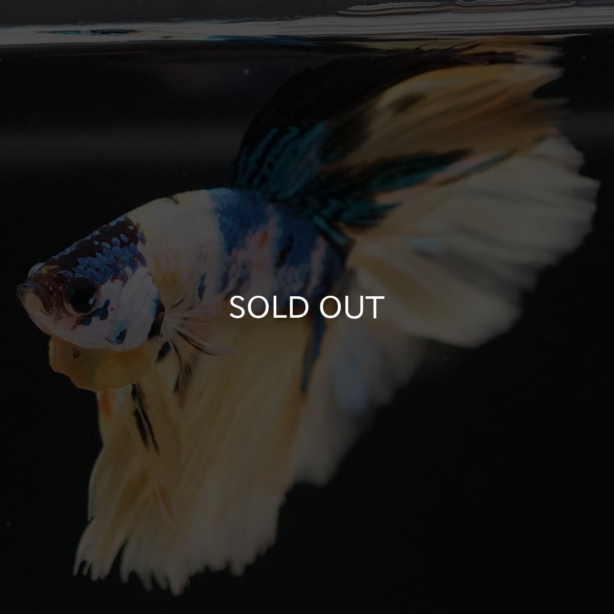 画像10: HM　イエロータイガーギャラクシー (10)