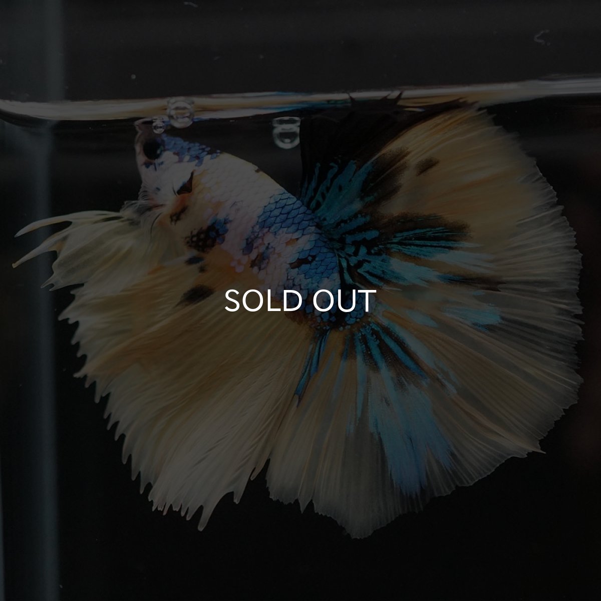 画像5: HM　イエロータイガーギャラクシー (5)