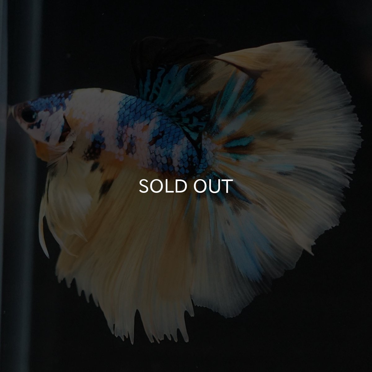 画像7: HM　イエロータイガーギャラクシー (7)