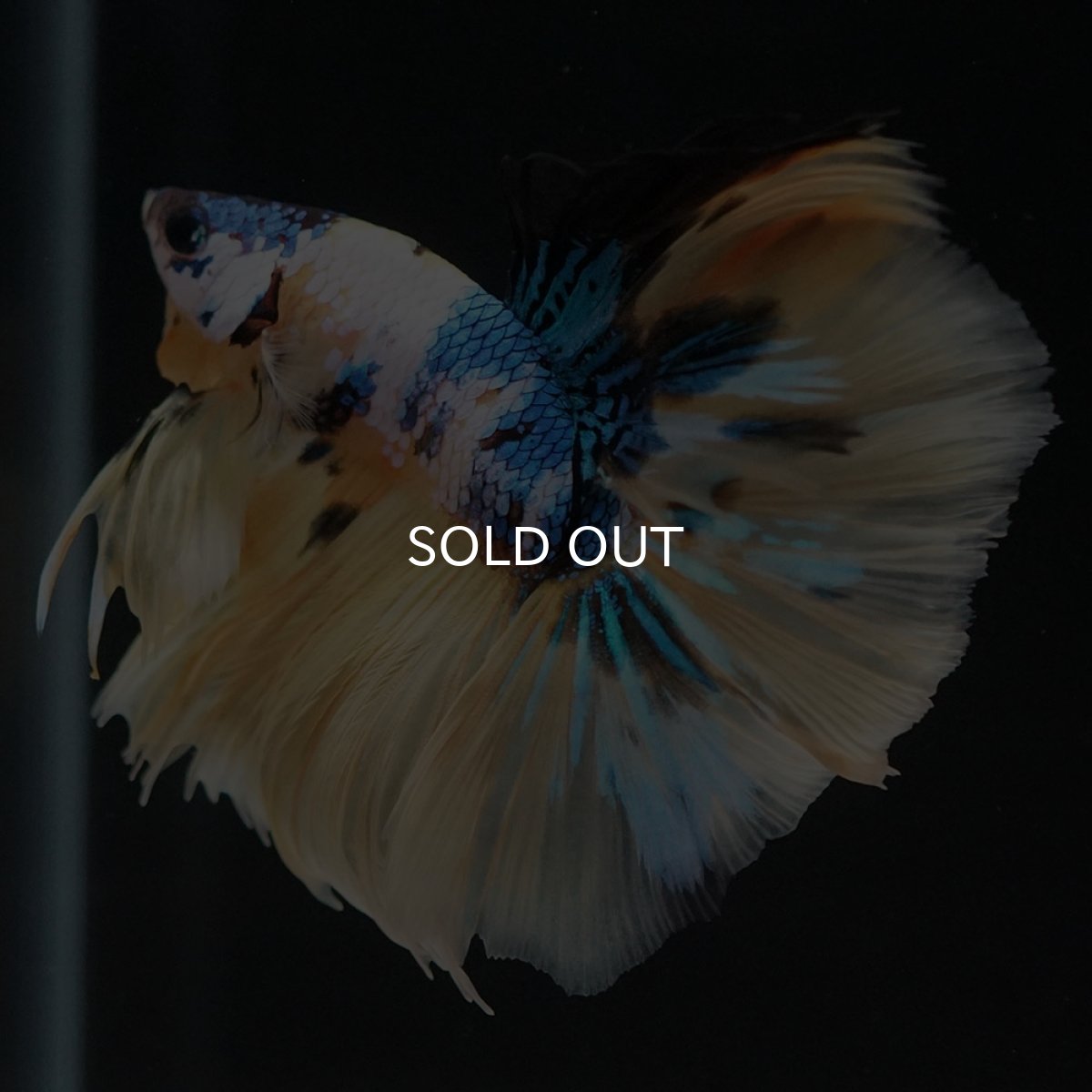 画像9: HM　イエロータイガーギャラクシー (9)