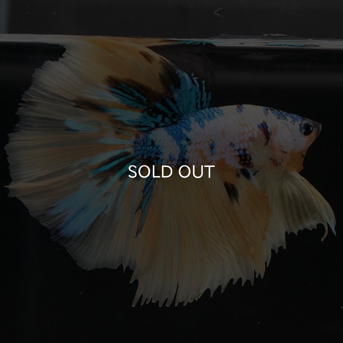 画像8: HM　イエロータイガーギャラクシー (8)