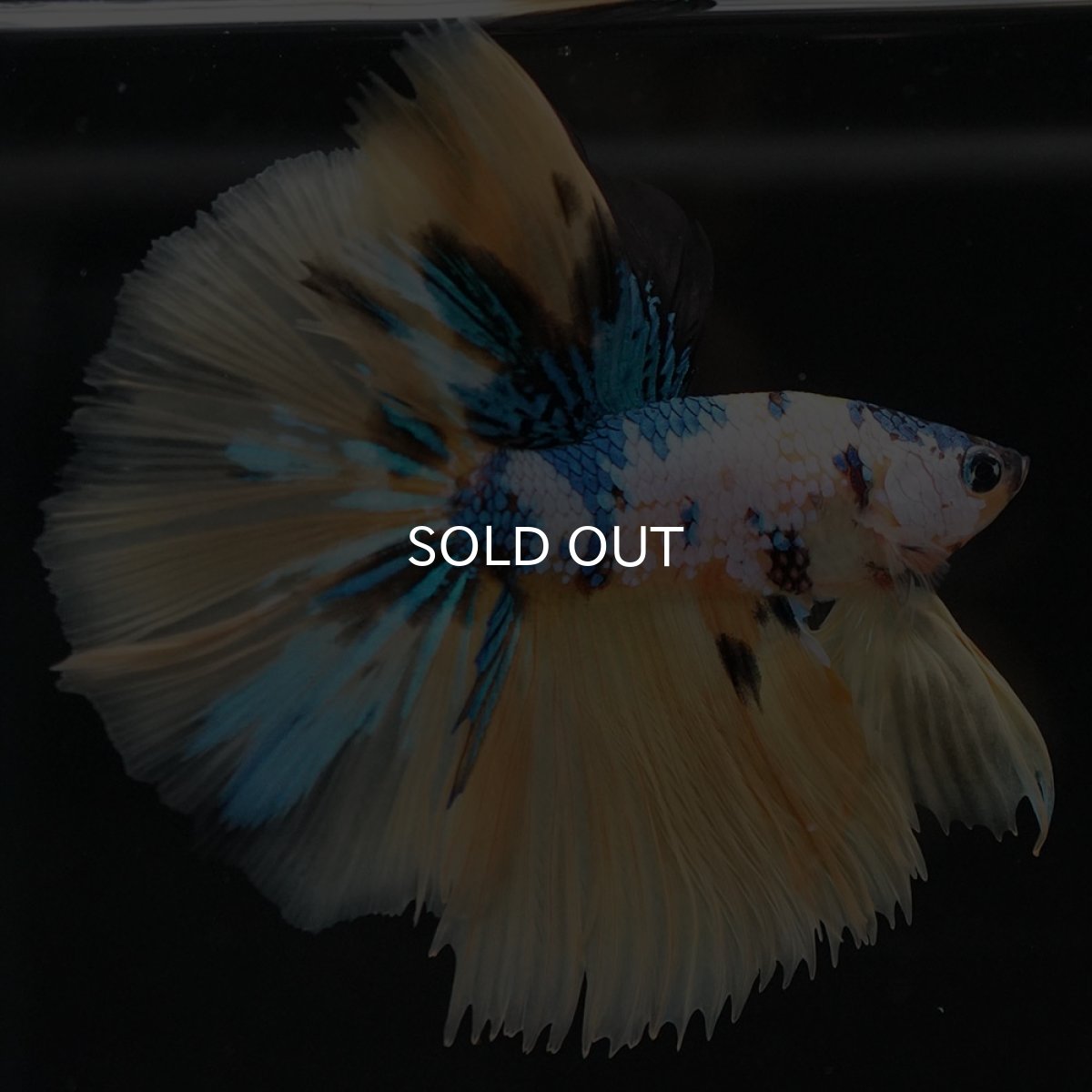 画像2: HM　イエロータイガーギャラクシー (2)