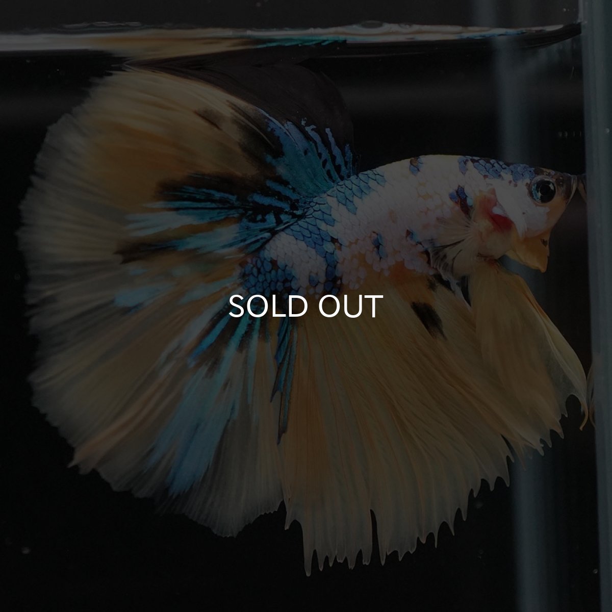 画像6: HM　イエロータイガーギャラクシー (6)