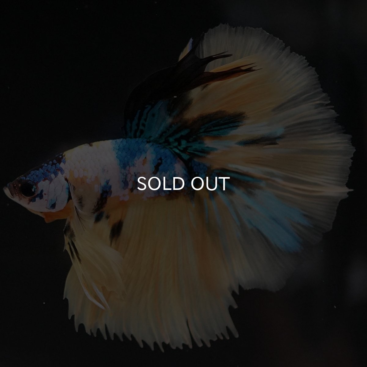 画像3: HM　イエロータイガーギャラクシー (3)