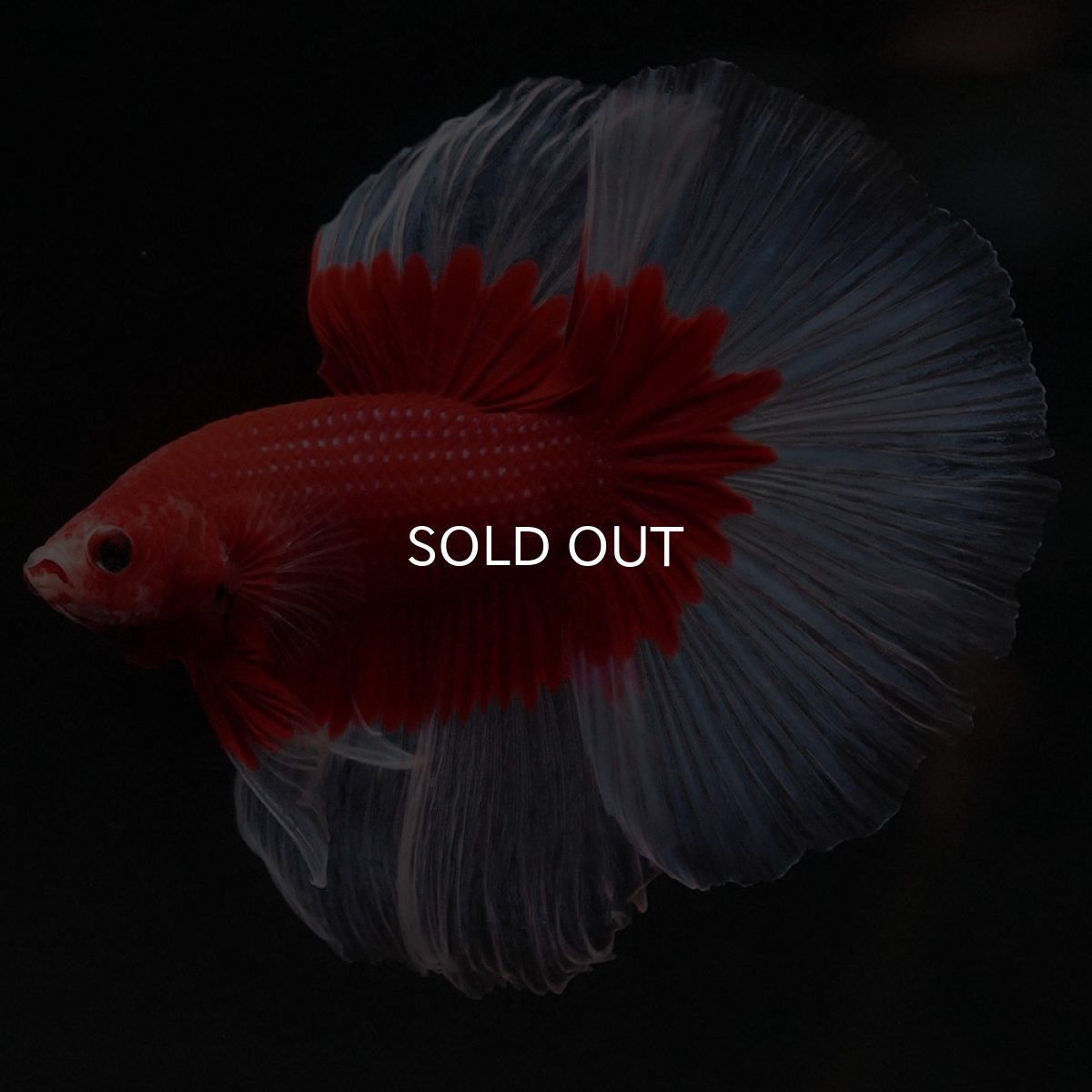 画像2: HM　レッドバタフライ (2)