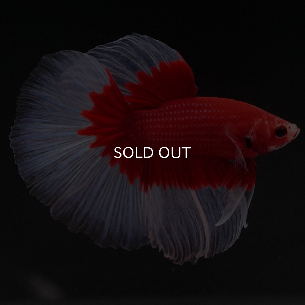 画像4: HM　レッドバタフライ (4)