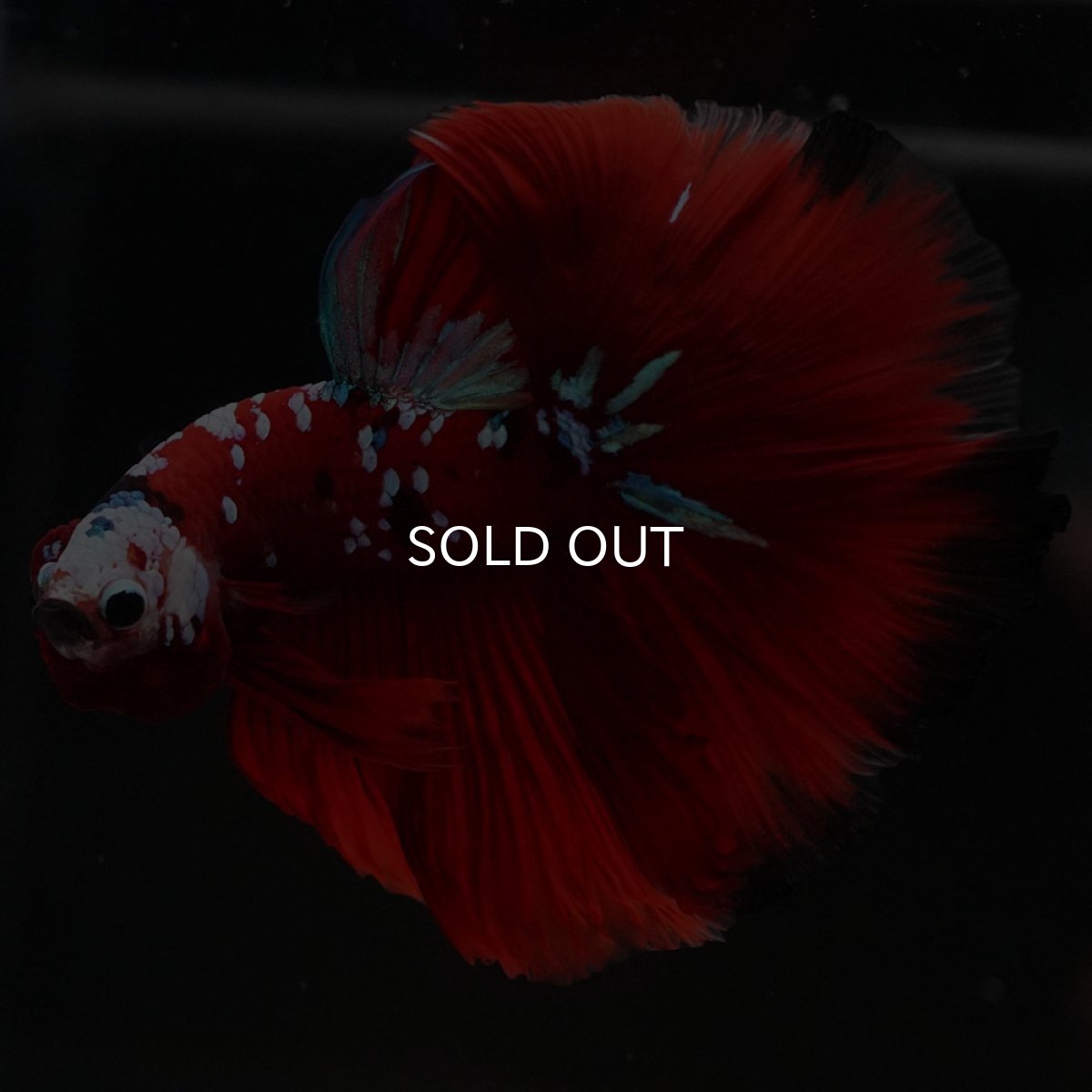 画像8: HM　レッドギャラクシー (8)