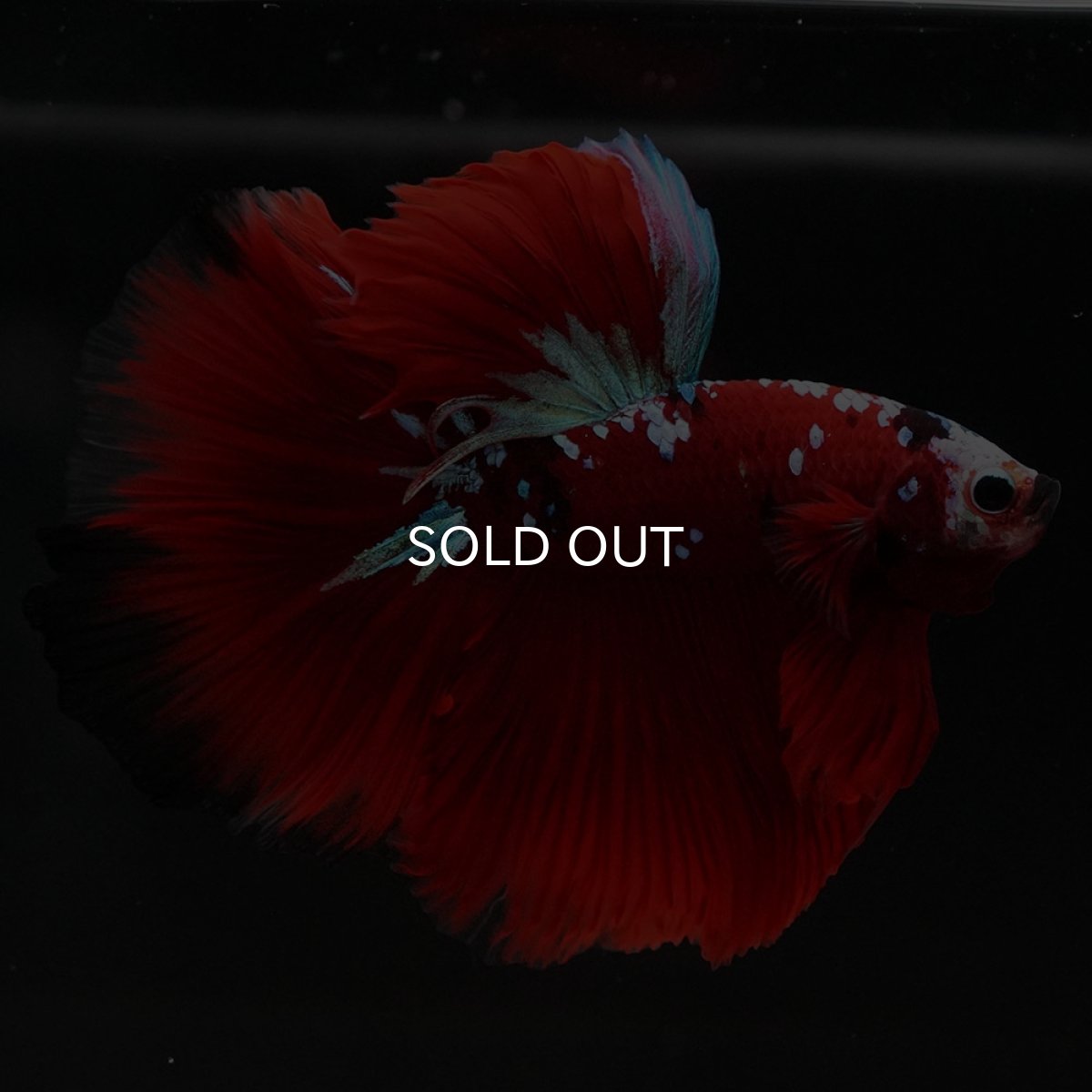 画像2: HM　レッドギャラクシー (2)