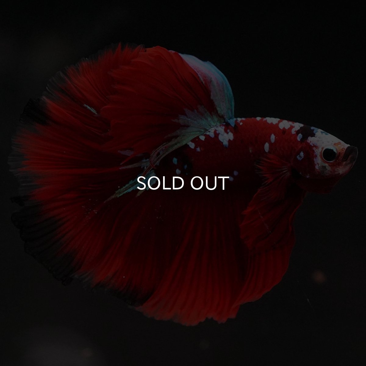 画像6: HM　レッドギャラクシー (6)